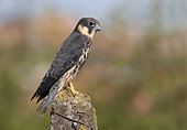 Eurasian Hobby (Falco subbuteo) young on a post, Tuscany, Italy