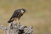Eurasian Hobby (Falco subbuteo) young on dead tree, Tuscany, Italy