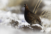 A Red Grouse (Lagopus lagopus scotica) perches in the Peak District National Park, UK.