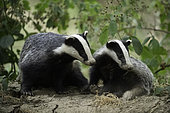 Two Badgers (Meles meles) look on in the Peak District National Park, UK.