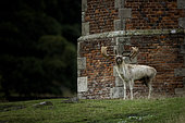 A Fallow Deer (Dama dama) bellowing on the Bradgate House estate, UK.