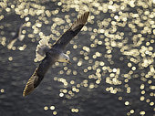 A Fulmar (Fulmarus glacialis) soars over the golden sea off the coast of Yorkshire, UK.