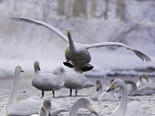 A Whooper Swan (Cygnus cygnus) lines up for landing over the hot springs of Hokkaido, Japan.