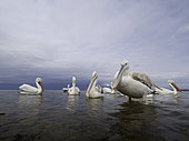 Several Dalmatian Pelicans (Pelecanus crispus) perch on the shores of Lake Kerkini, Greece.