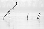 A Little Cormorant (Microcarbo niger) perches on Lake Kerkini, Greece.