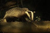 A Badger (meles meles) explores his surrounings in the Peak District National Park, UK.