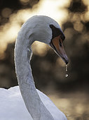 A Mute Swan in the Peak District National Park, UK.