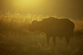 A Cape Buffalo (Syncerus caffer) at sunrise in the Maasai Mara National Park, Kenya.