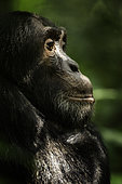 A Chimpanzee (Pan troglodytes) looks on in Uganda.
