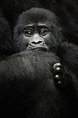 A Mountain Gorilla (Gorilla beringei beringei) looks on in Uganda.