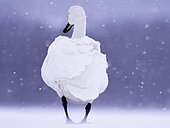 A Whooper Swan (Cygnus cygnus) on the frozen lakes of Hokkaido, Japan.