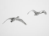 Two young Whooper Swans (Cygnus cygnus) soar over the frozen lakes of Hokkaido, Japan.
