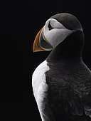 A Puffin (Fratercula arctica) looks on off the coast of Northumberland, UK.