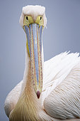 A Great White Pelican (Pelecanus onocrotalus) on Lake Kerkini, Greece.