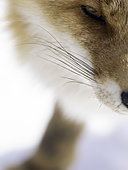 An Ezo Red Fox (Vulpes vulpes schrencki) looks on in Hokkaido, Japan.
