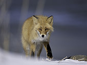 A Red Fox looks on in Hokkaido, Japan.