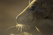 A Grey Seal (Halichoerus grypus) cow off the coast of Lincolnshire, UK.