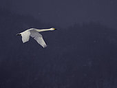 A Whooper Swan (Cygnus cygnus) soars over the frozen lakes of Hokkaido, Japan.