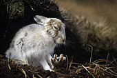 A Mountain Hare (Lepus timidus) stretches in the Peak District National Park, UK.