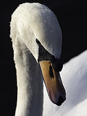 A Mute Swan (Cygnus olor) in the Peak District National Park, UK.