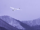 A Whooper Swan (Cygnus cygnus) soars over the frozen lakes of Hokkaido, Japan.