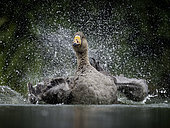 A Feral Goose preens himself in the Peak District National Park, UK.