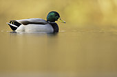 A Mallard (Anas platyrhynchos) sits on the water in the Peak District National Park, UK.