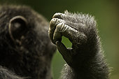 The hand of a Chimpanzee (Pan troglodytes) in Uganda.