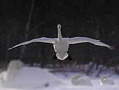A Whooper Swan (Cygnus cygnus) lines up for landing over the hot springs of Hokkaido, Japan.
