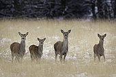 Four Red Deer (Cervus elaphus) hinds line up on the moors of the Peak District National Park, UK.