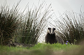 A Badger (Meles meles) emerges from her moorland sett in the Peak District National Park, UK.