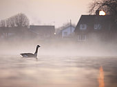 A Canada Goose (Branta canadensis) in his urban surroundings on the outskirts of the Peak District National Park, UK.