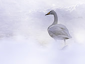 A Whooper Swan (Cygnus cygnus) in the hot springs of Hokkaido, Japan.
