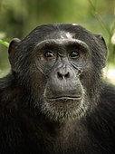 A Chimpanzee (Pan troglodytes) looks on in Uganda.