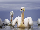 A Great White Pelican (Pelecanus onocrotalus) on Lake Kerkini, Greece.
