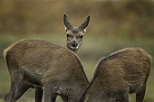 Three young Red Deer (Cervus elaphus) feed in the Peak District National Park, UK.