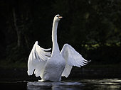 A Mute Swan (Cygnus olor) in the Peak District National Park, UK.