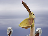 A Great White Pelican (Pelecanus onocrotalus) on Lake Kerkini, Greece.