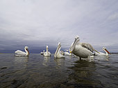Several Dalmatian Pelicans (Pelecanus crispus) perch on the shores of Lake Kerkini, Greece.