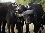 Two Buffalo (Syncerus caffer) spar in the wilderness of Uganda.