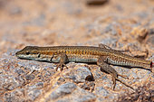 Snake-eyed lizard (Ophisops elegans) on rock, Iran