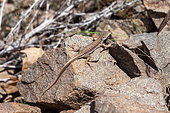 Persian racerunner (Eremias persica) on rock, Iran