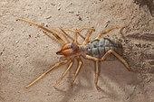 Windscorpion (Solifugae sp) on sand, Iran