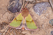 Noctuid moth (Heliothis incarnata), Iran