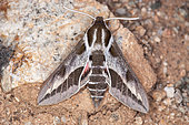 Spurge hawkmoth (Hyles euphorbiae robertsi) on rock, Iran