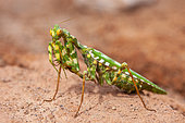 Devil's Flower Mantis (Blepharopsis mendica nuda) female, Iran