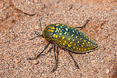 Sulphurous jewel beetle (Julodis euphratica beludjistana) on sand, Iran