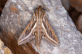 Silver-striped hawk-moth (Hippotion celerio) on rock, Iran