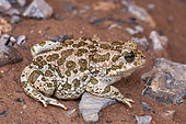 Variable toad (Bufo viridis variabilis), Iran
