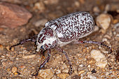 June Beetle (Polyphylla olivieri) female, Iran